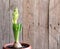 Young geocint with flower buds with green leaves on a wooden background.Growing in the home