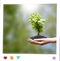 Young gereen tree on the ground in human hands with natural green backgrounds in white frame, the concept of plant growth, and