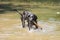 Young german mastiff bringing back a wooden stick from water