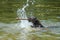 Young german mastiff deutsche dogge splashing in water swimming back to owner