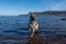 A young German Shepherd in a lake. Sable colored working line breed