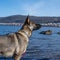 A young German Shepherd in a lake. Sable colored working line breed