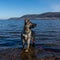 A young German Shepherd in a lake. Sable colored working line breed