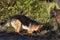 A young German Shepherd plays on a spring afternoon, digging in the garden, older dog is watching