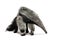 Young Giant Anteater against white background