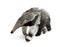 Young Giant Anteater against white background