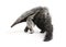 Young Giant Anteater against white background