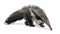 Young Giant Anteater against white background