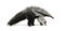 Young Giant Anteater against white background