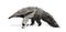 Young Giant Anteater against white background