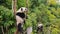 Young giant panda sleeping on a tree in China