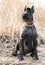 Young Giant Schnauzer in the park in early spring. German thoroughbred dog