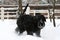 A young Giant Schnauzer is trotting through the snow.