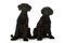 Young giant snauzer dogs on white background