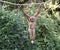 Young gibbon monkey