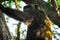 Young gigantic male Chimpanzee claiming tree in Habitat forest jungle. Chimpanzee in close up view with thoughtful expression.