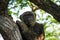 Young gigantic male Chimpanzee siting on a tree in Habitat forest jungle and looking at the camera. Chimpanzee in close up view