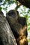 Young gigantic male Chimpanzee siting on a tree in Habitat forest jungle and looking at the camera. Chimpanzee in close up view