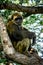 Young gigantic male Chimpanzee sleeping and relaxing on a tree in habitat forest jungle. Chimpanzee in close up view with