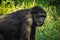 Young gigantic male Chimpanzee standing Captive Chimpanzees in Outdoor Habitat forest jungle and looking at the camera. Chimpanzee