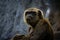 Young gigantic male Chimpanzee standing Captive Chimpanzees in Outdoor Habitat forest jungle and looking at the camera. Chimpanzee