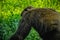 Young gigantic male Chimpanzee standing Captive Chimpanzees in Outdoor Habitat forest jungle and looking at the camera. Chimpanzee