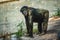 Young gigantic male Chimpanzee standing on near water pond and looking at the camera. Chimpanzee in close up view with thoughtful