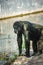 Young gigantic male Chimpanzee standing on near water pond and looking at the camera. Chimpanzee in close up view with thoughtful