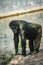 Young gigantic male Chimpanzee standing on near water pond and looking at the camera. Chimpanzee in close up view with thoughtful