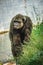 Young gigantic male Chimpanzee standing on near water pond and looking at the camera. Chimpanzee in close up view with thoughtful