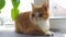 A young ginger cat is resting on the windowsill under an indoor flower