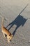 Young ginger cat walks empty asphalt street from camera into distance with tail up in sunny summer day,shadow silhouette
