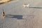 Young ginger cat walks empty asphalt street from camera into distance with tail up in sunny summer day,shadow silhouette