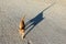 Young ginger cat walks empty asphalt street from camera into distance with tail up in sunny summer day,shadow silhouette