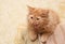 Young ginger cat yawns on the bed near the wall