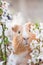 Young ginger guinea pig behind cherry blossoms portrait