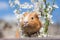 Young ginger guinea pig behind cherry blossoms portrait