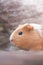 Young ginger guinea pig portrait