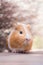 Young ginger guinea pig portrait