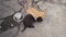 a young ginger kitten and a brown labrador puppy are playing on the ground outdoors. cat and dog are friends