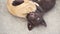 A young ginger kitten and a brown Labrador puppy are playing on the ground outdoors. Cat and dog are friends