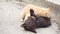 a young ginger kitten and a brown labrador puppy are playing on the ground outdoors. cat and dog are friends