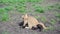 A young ginger kitten and a brown Labrador puppy are playing on the ground outdoors. Cat and dog are friends