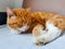 Young Ginger Male Cat Sleeping on a Sofa