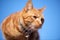 Young ginger red tabby cat close portrait photographed on a roof