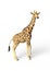 The young Giraffe, 3D Illustration