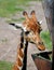 Young giraffe feeding