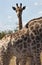 Young Giraffe - Giraffa camelopardalis - Botswana