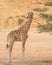 A Young Giraffe in the Kalahari Desert