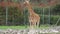 Young Giraffe Looking Around